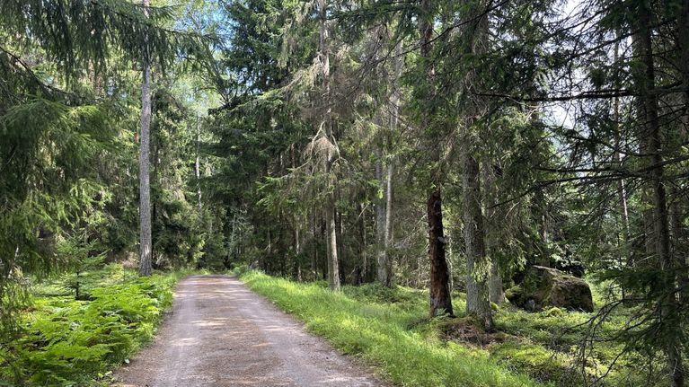 Lähteelään johtava tie on kapea ja metsäinen.