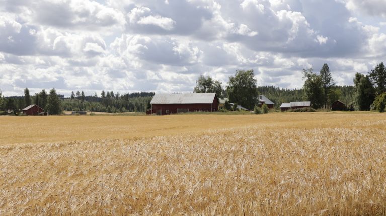 Peltoaukeaa Etelä-Karjalassa Ylämaaalla.