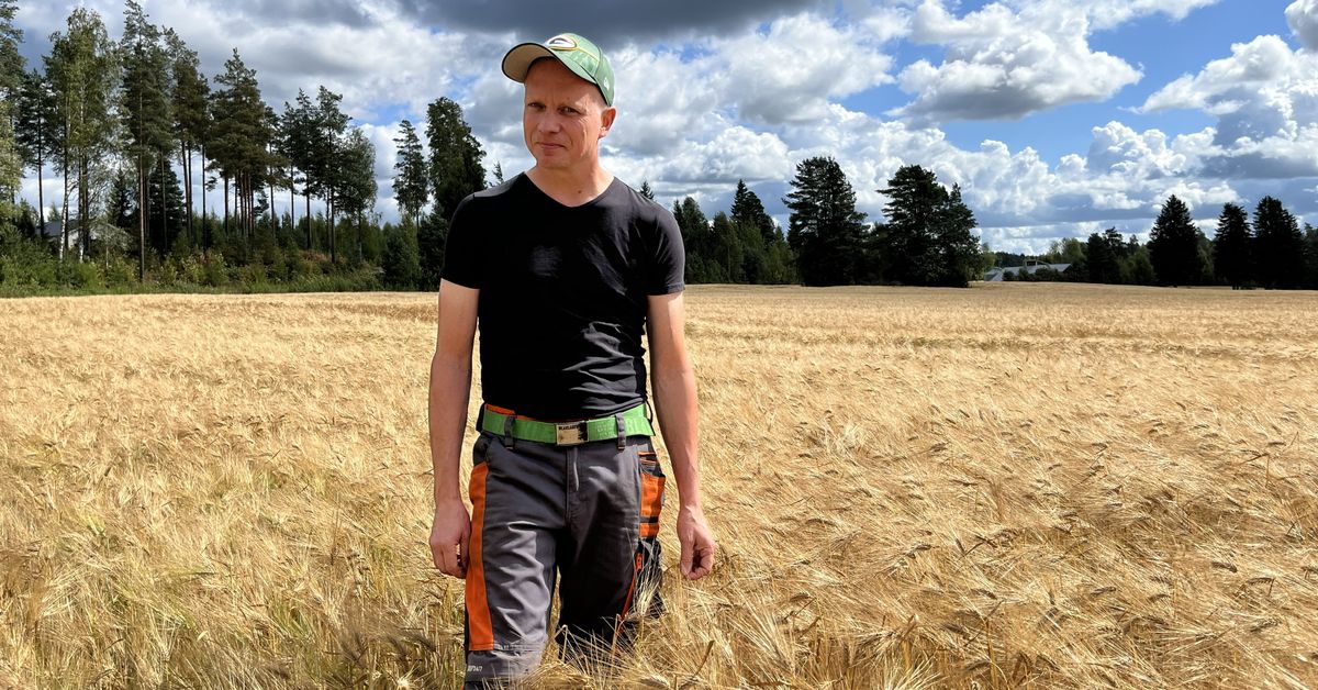 Sikarutto ajoi sadat viljelijät ahtaalle – viljan ostajat kieltäytyvät ­vastaanottamasta satoa | Kymenlaakso