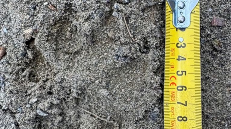 Hiekassa suden tassunjälki, jonka vieressä keltainen mittanauha näyttää mittaa noin 11 cm asti.