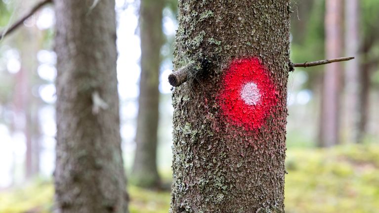 Punavalkoinen reittimerkintä puun kyljessä.