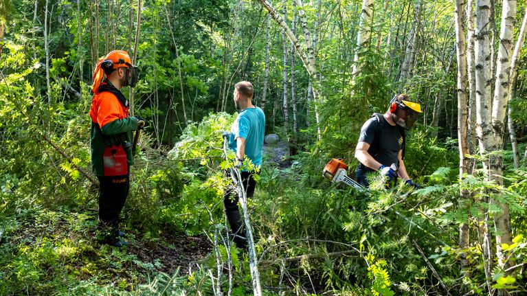 Kolme miestä raivaa vehreää metsää.