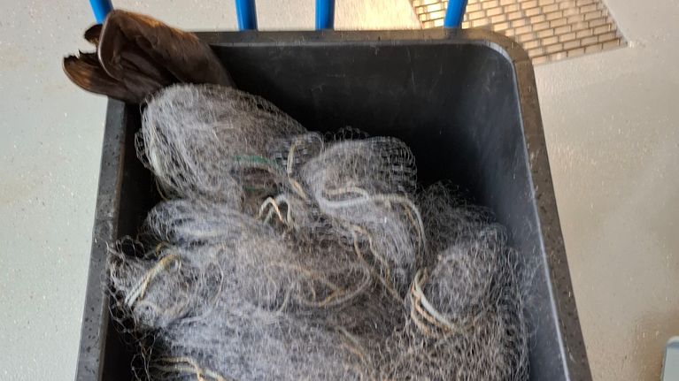 Muovikärryssä on verkkoon takertunut norppa, ympärillä sinisiä tukia ja lattialla ritilä.