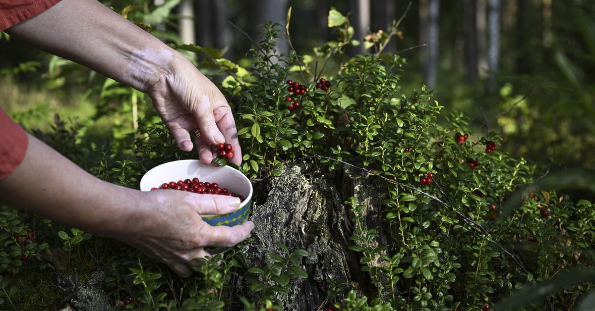 Marjojen hinnat ovat nousseet jopa kaksinkertaisiksi | Uutisia lyhyesti
