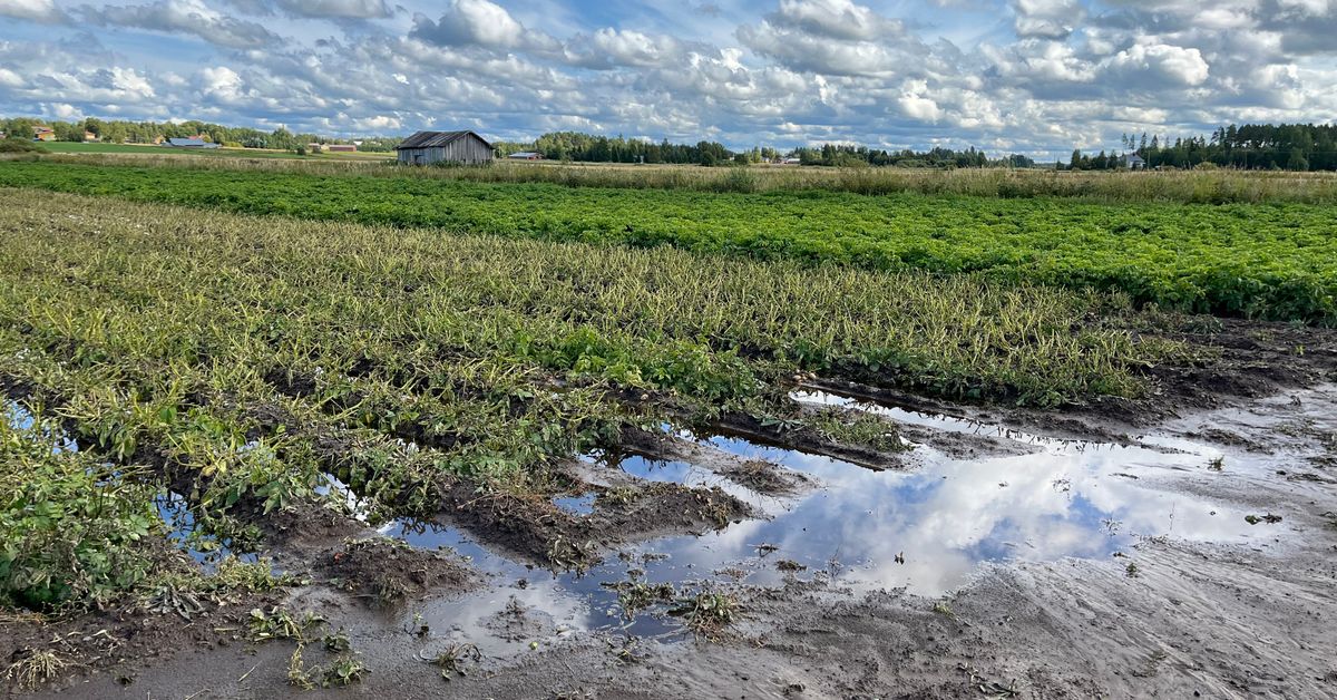 Rankkasateet vaaransivat sadon Etelä-Pohjanmaalla – viljelijä: ”Peruna on kuin ihminen, ei se veden alla kauaa kestä” | Etelä-Pohjanmaa