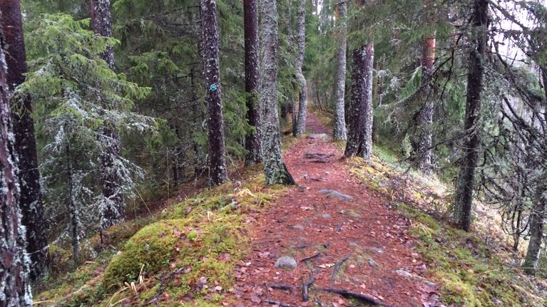 Kapea polku kulkee havupuiden lomassa metsässä, maassa näkyy kiviä, juuria ja sammalta.