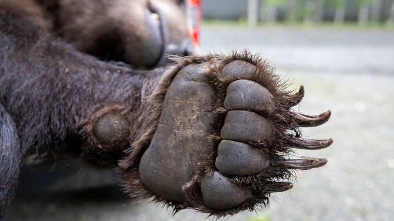 Kyljellään auton lavalla makaavan kuolleen karhun tassu kynsineen.