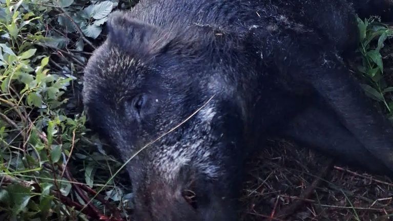 Kuvassa kuollut villisika jota karjalankarhukoira puree.