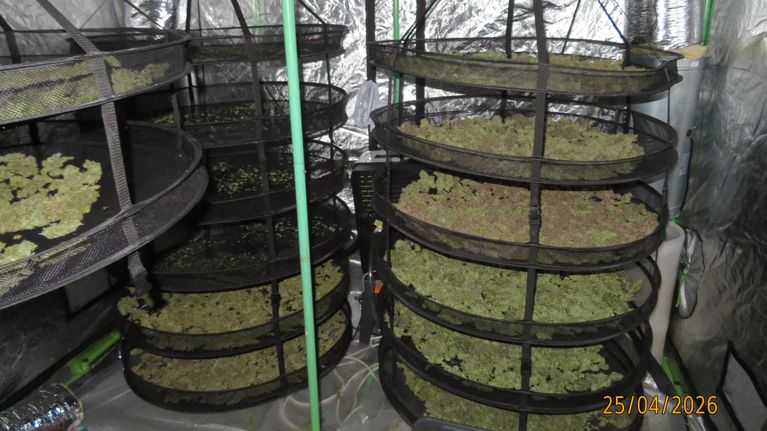 Kasvatettua kannabista.