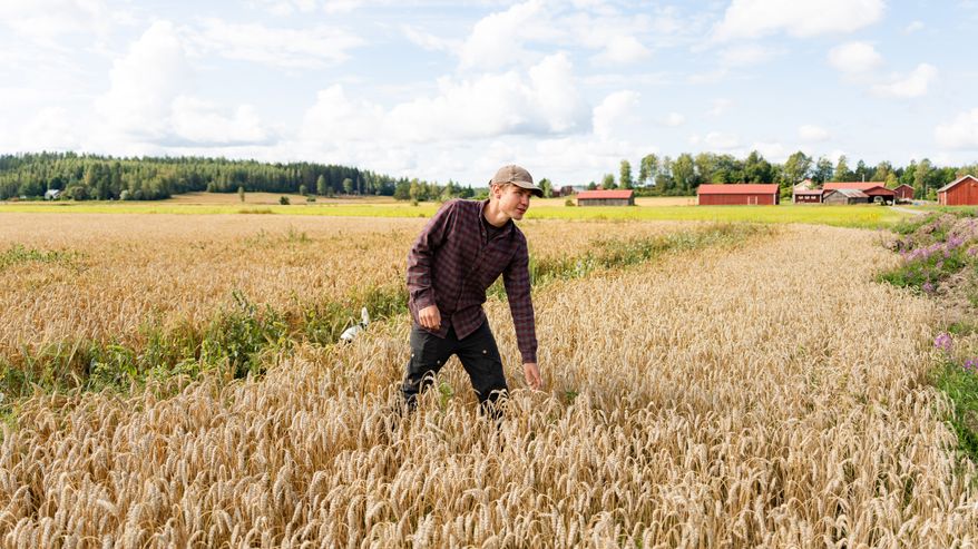 Mies seisoo viljapellossa ja tarkastelee viljakasveja, taustalla punaisia maatilarakennuksia ja metsä.