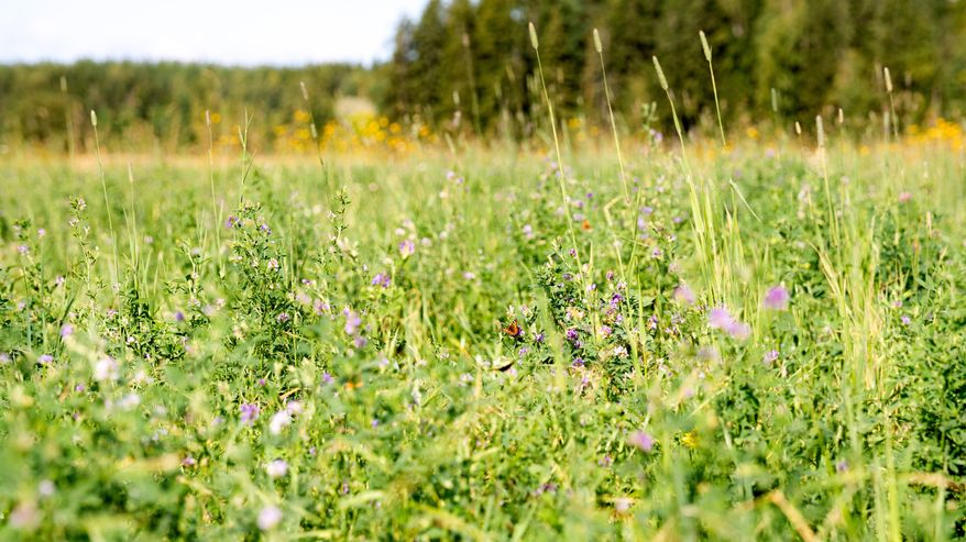 Vihreä niitty, jossa kasvaa korkeaa ruohoa ja pieniä violetteja ja keltaisia kukkia, taustalla metsä.