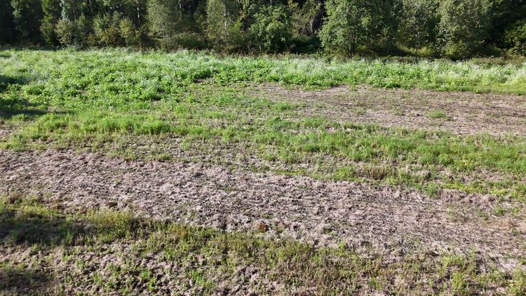 Pelto, jossa kasvaa paikoittain vihreää kasvustoa, taustalla metsäistä kasvillisuutta.