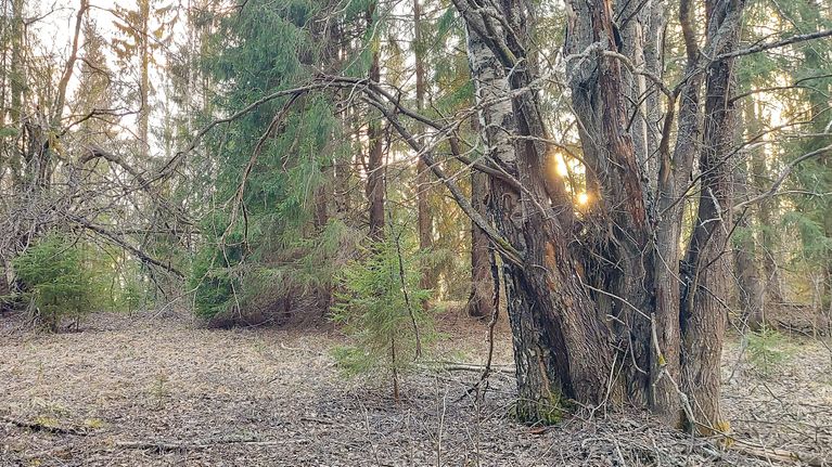 Metsäinen maisema, jossa aurinko paistaa puiden runkojen ja oksien lomasta. Maassa on kuivia oksia ja lehtiä.