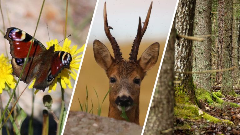 Kollaasikuva, jossa vasemmalla perhonen, keskellä metsäkauriin pää, oikealla metsä. 