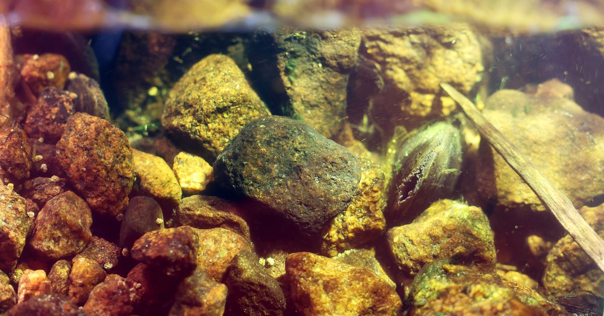 Valtava sotaharjoitus­alue kätkee salaisuuden: nämä rauhoitetut raakut elävät pommien ja sotilaiden keskellä | Lappi