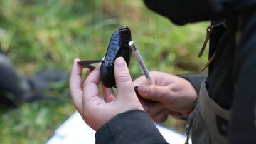 Kädessä mitataan raakkua, mustan simpukan näköistä nilviäistä.