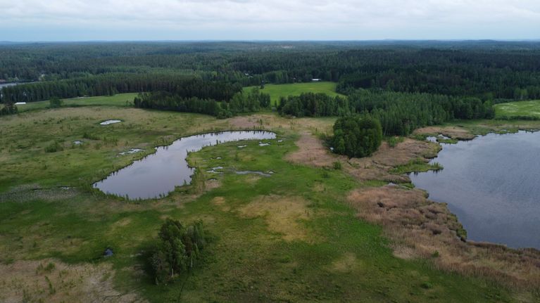 Laaja lintuvesialue, jonka keskellä ja oikeassa reunassa on vesialueita, taustalla metsää ja pilvinen taivas.
