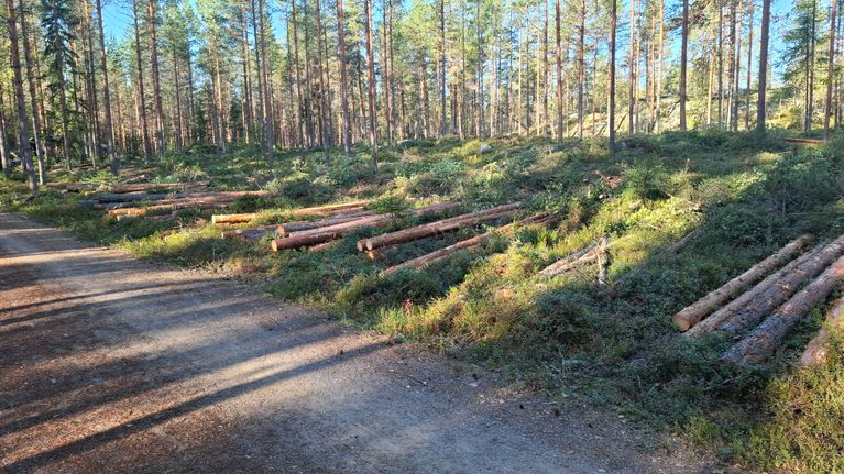Metsässä harvennus hakkuun reunalla maassa makaa pinoissa katkottuja salkoja, edessä kävelypolku.