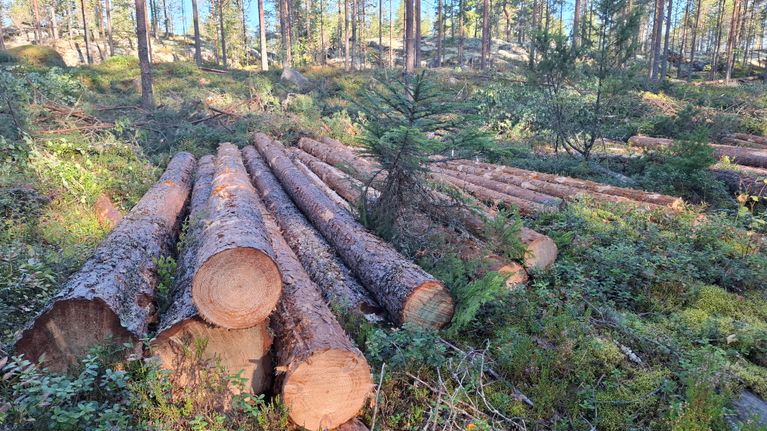 Metsässä maassa makaa useita kaadettuja havupuiden runkoja, taustalla seisovia puita ja vihreää aluskasvillisuutta.