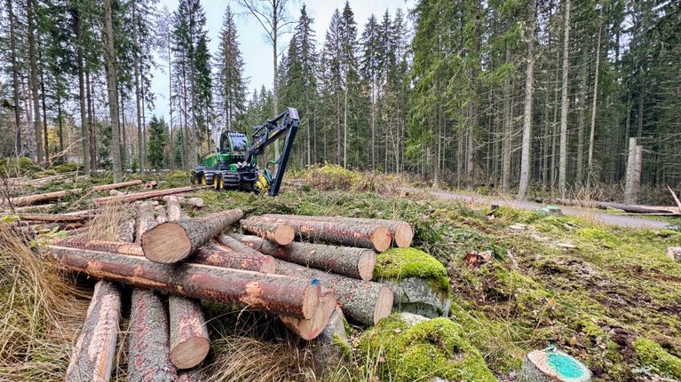 Tukkikasoja metsässä ja taustalla metsäkone.