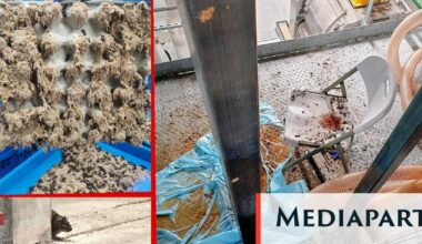 Ÿnsect, une catastrophe industrielle emblématique de la « start-up nation » boostée à l’argent public