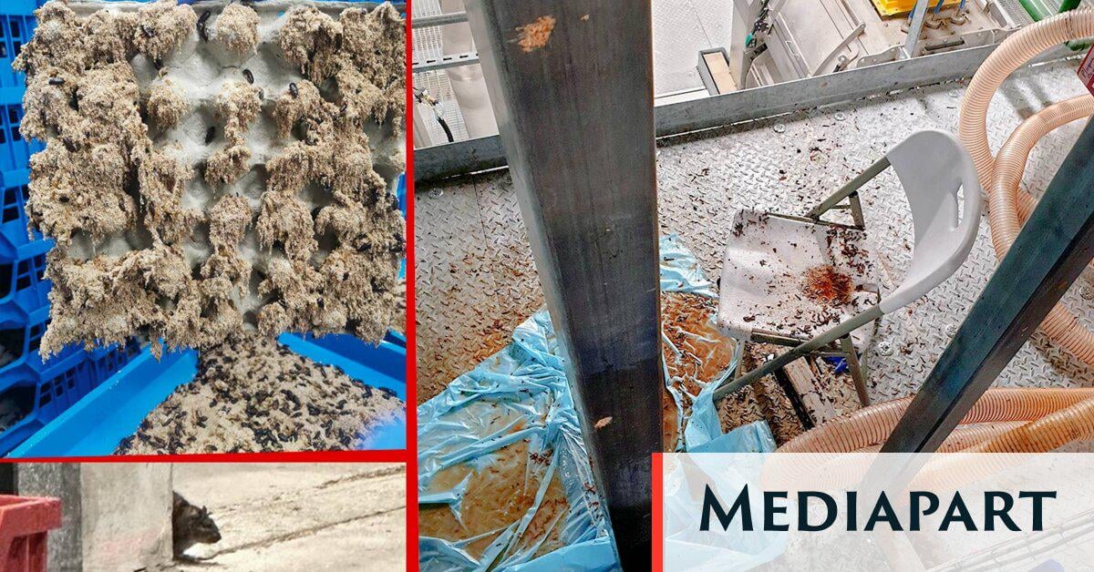 Ÿnsect, une catastrophe industrielle emblématique de la « start-up nation » boostée à l’argent public