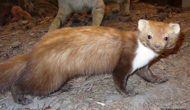 Kuna appreciation post