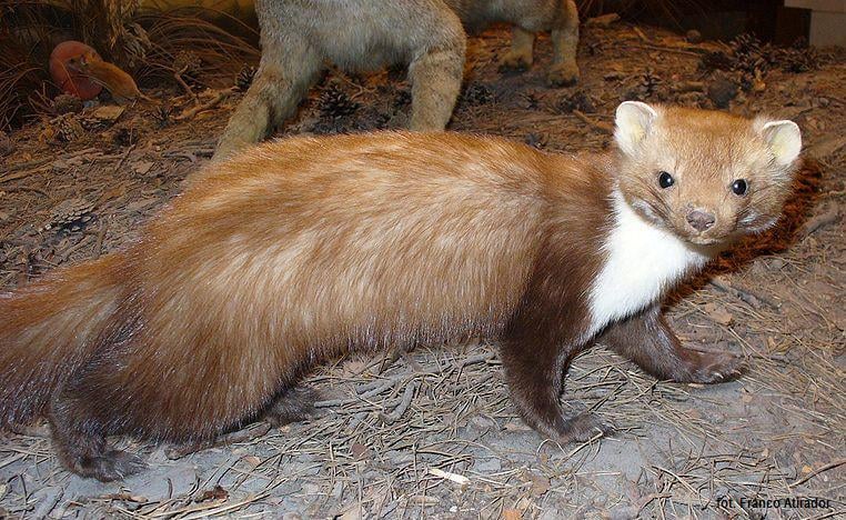 Kuna appreciation post