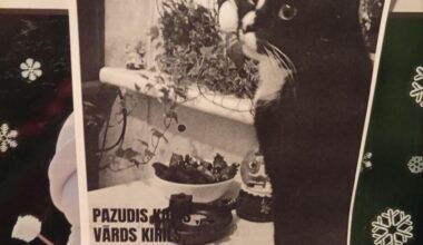 Pazudis kaķis Imanta!