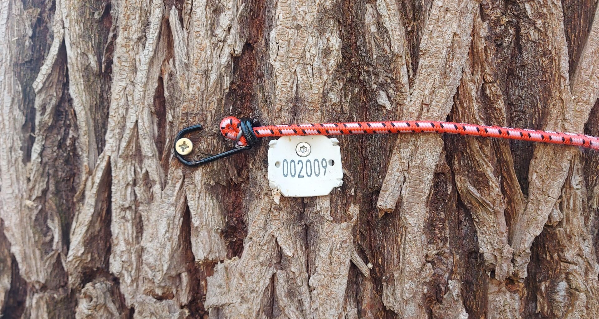 What is this tag on a tree?