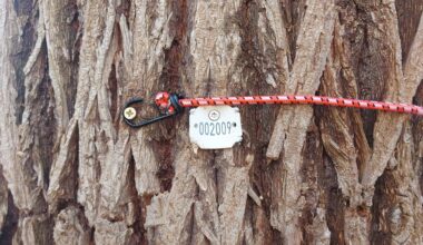 What is this tag on a tree?