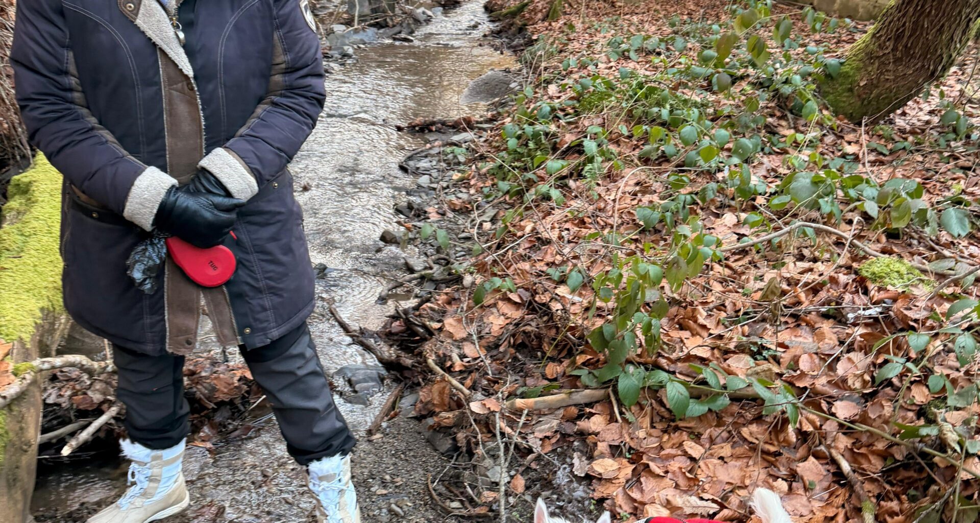 Little Terrier, they are working dogs❣️🐾