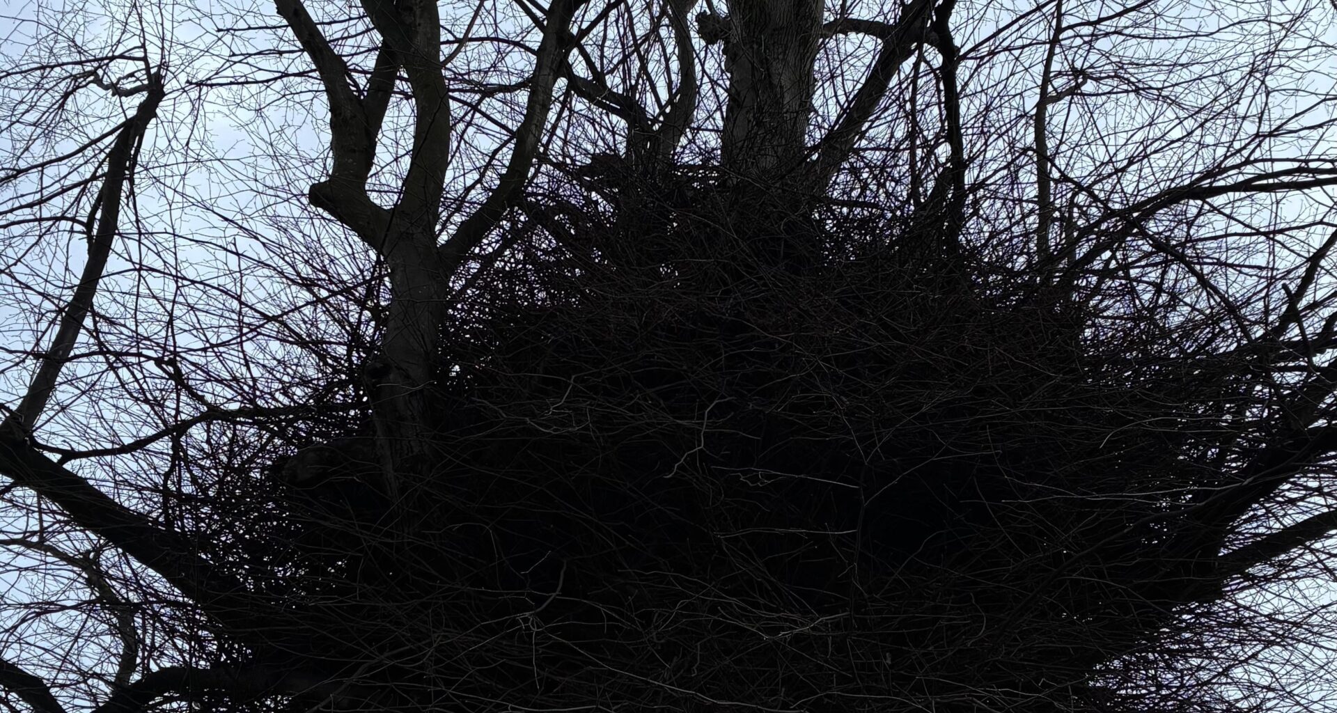 Is this some kind of an apartment block for birds or squirrels?