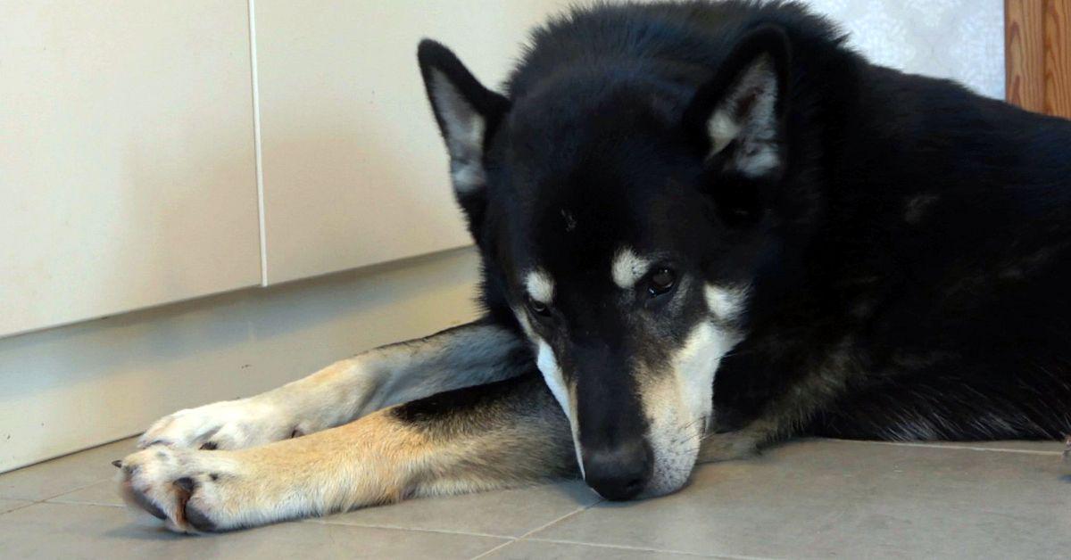 Tjalmo i Harads överlevde tolv dagar i 35 minusgrader