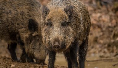 Ožralým stejdům co se občas postřílej mezi sebou se jako prvním na světě podařilo vymýtit nebezpečnou africký mor prasat. Následně se po jejich bok přidali Belgičané a Švédi, do Česka se choroba ale pak znovu vrátila. Nyní mohou slavit podruhé – Česko jako první stát vymýtilo chorobu opakovaně.