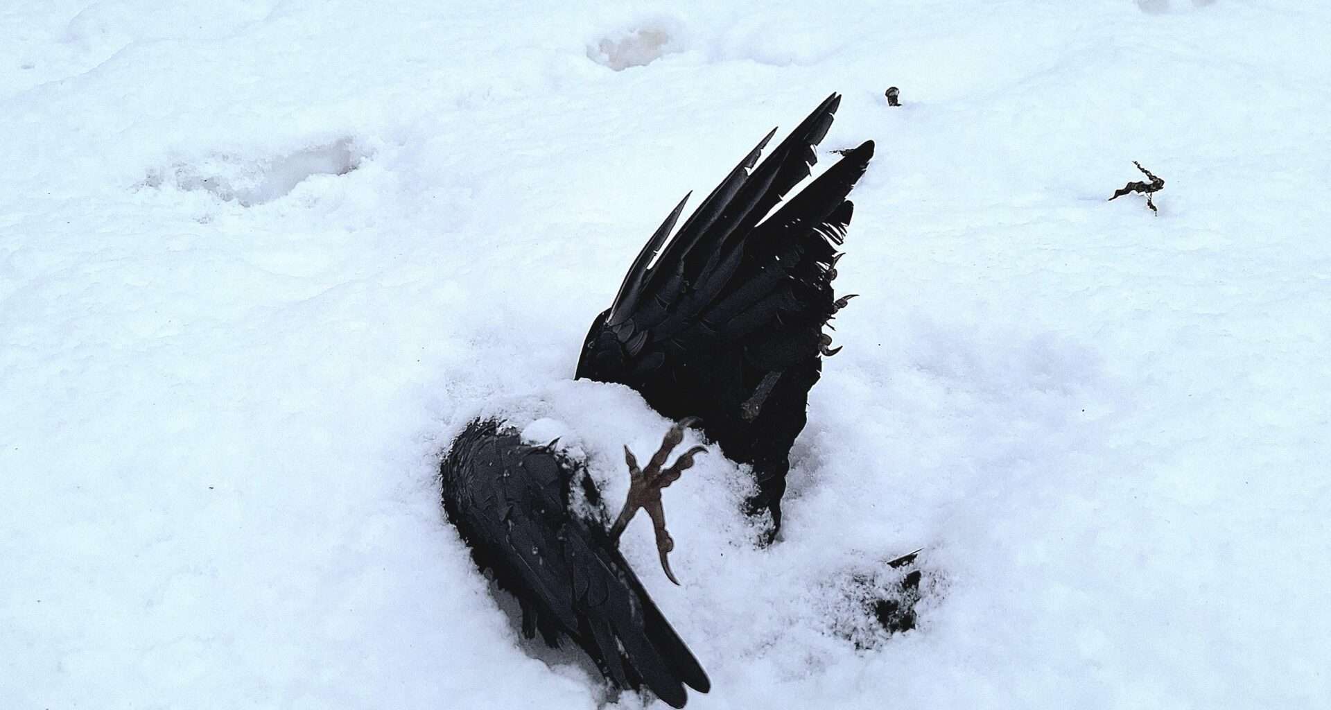 Pomnik ku poległym w walce z mrozem (Styczeń, 2026)