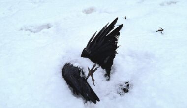 Pomnik ku poległym w walce z mrozem (Styczeń, 2026)