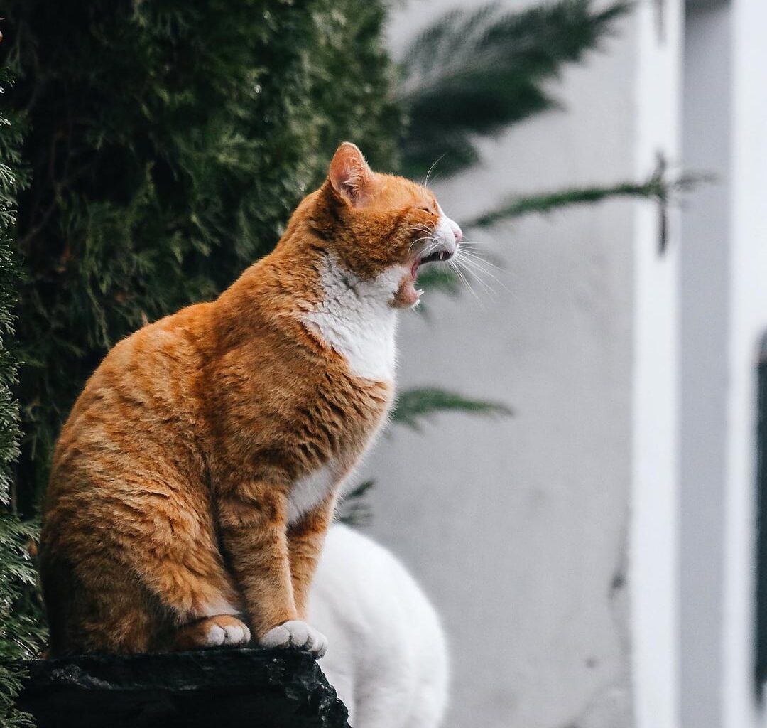 Пловдивски котаци + бонус два некотешки задника