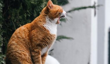 Пловдивски котаци + бонус два некотешки задника