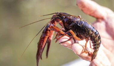 Waterschap Delfland is wachten zat en gaat schadelijke rivierkreeften zelf vangen