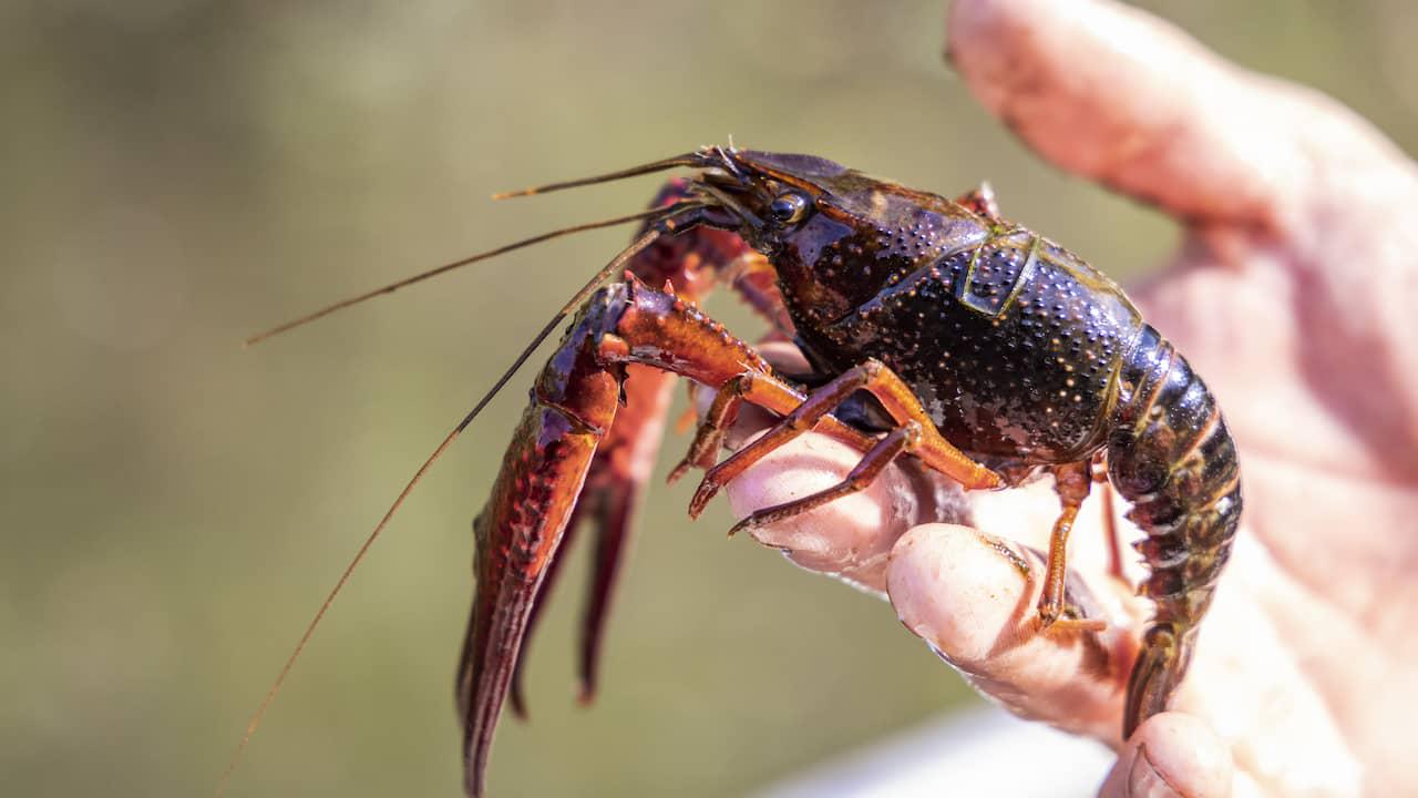 Waterschap Delfland is wachten zat en gaat schadelijke rivierkreeften zelf vangen