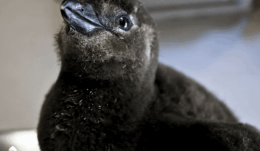 Kibújt a tojásból Adorján, az idei első pingvinfióka a Fővárosi Állat- és Növénykertben