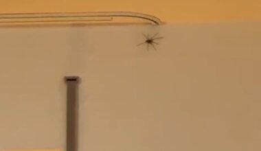 Severe spider phobia in Germany – need advice on places with fewer spiders