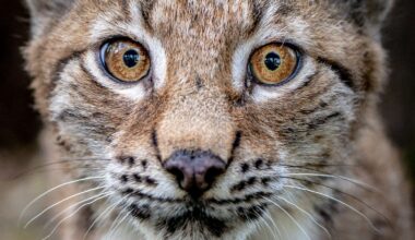 Public views sought on potential reintroduction of lynx to Scotland