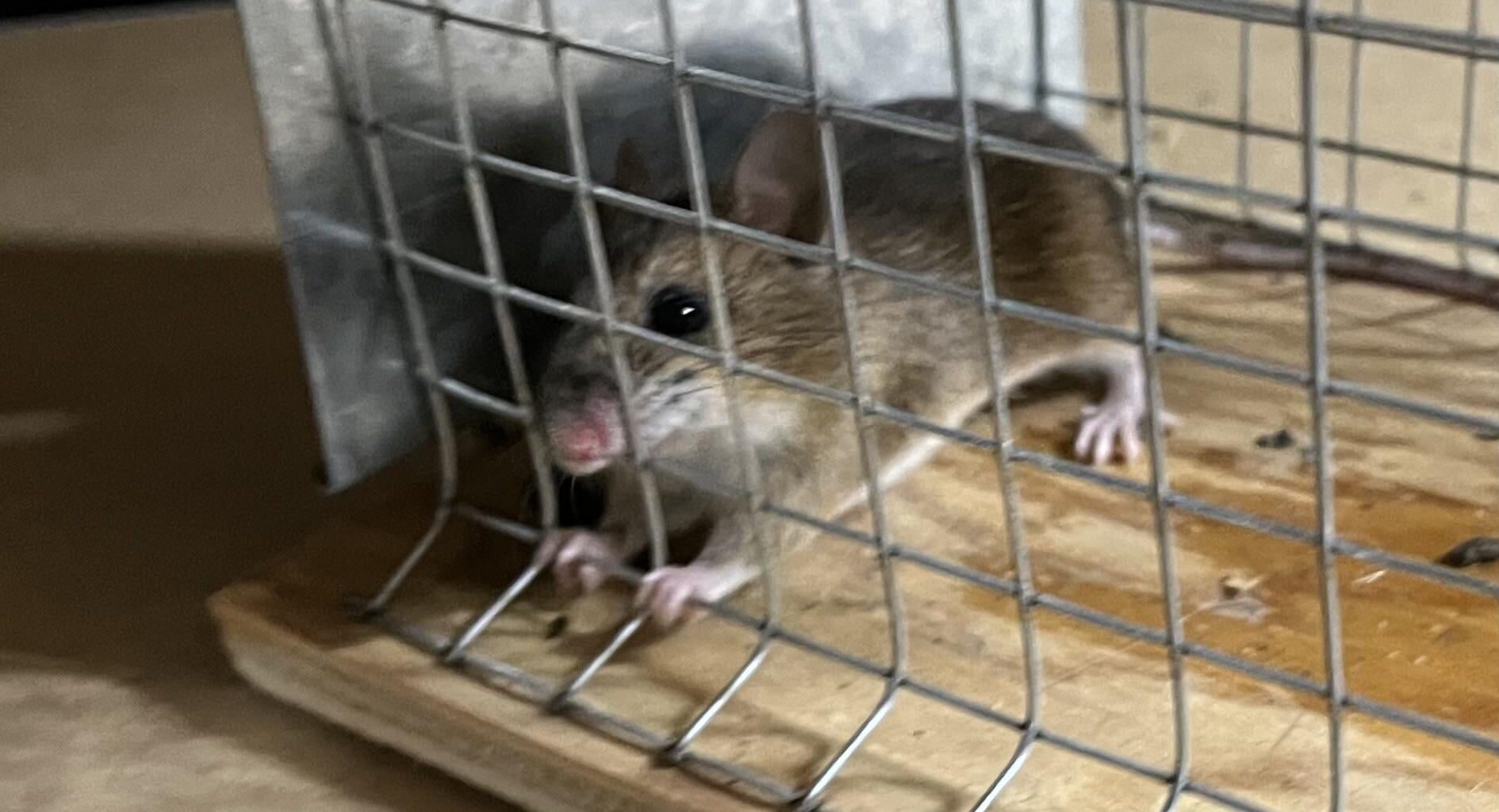 Update Hannibal: 1 Jahr danach