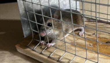 Update Hannibal: 1 Jahr danach