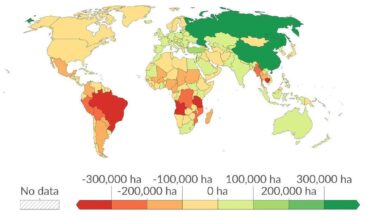 How can forest area in Turkey increase when there are so many wildfires?