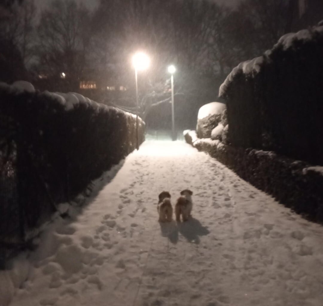 Winteer ❄️ snow (and my dogs 💘)