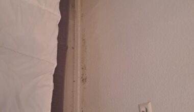 HELP! I just found a really big fungus near my bed!