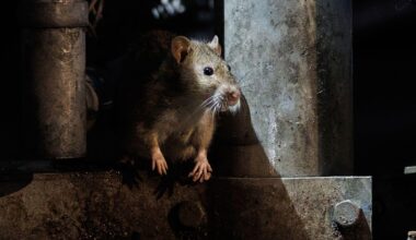 U.K. internet provider's bailout cancelled because rats chewed through its fiber optic cables — biodegradable cable jackets use soy- or corn-based materials, attracting hungry rats